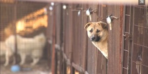Des chiens sauvés de la boucherie en Corée du Sud
