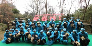 Chine : les pandas ouvrent les festivités du Nouvel An
