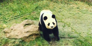 En direct : à la rencontre des pandas du zoo de Beauval