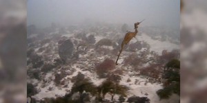 Le dragon des mers rubis filmé pour la première fois, au large de l’Australie