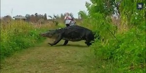 Un énorme alligator filmé dans une réserve naturelle en Floride