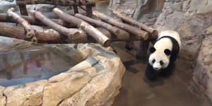 Facebook Live : à la rencontre des pandas du zoo de Beauval
