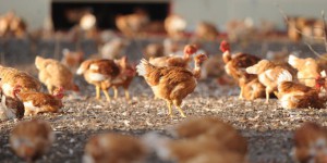 Grippe aviaire : 1,5 million de volailles abattues en Europe