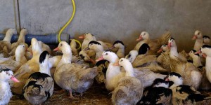 Grippe aviaire : les éleveurs de canards seront indemnisés par l’Etat à partir de mars