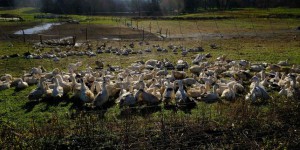 Grippe aviaire : la filière foie gras estime ses pertes à 120 millions d’euros