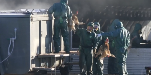 Grippe H5N8 : l’abattage massif de canards a débuté dans le Sud-Ouest