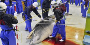 Le Japon poursuit sa pêche à la baleine en Antarctique