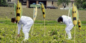 L’Europe se divise sur la culture de trois OGM