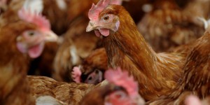 L’industrie alimentaire se détourne massivement des œufs de poules en cage