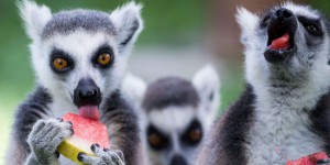 A Madagascar, les derniers lémuriens trouvent refuge dans les parcs et les réserves privées