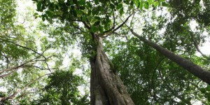 Le monde des forêts sauvages recule rapidement