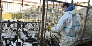 Un premier cas de grippe aviaire en Ile-de-France