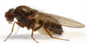 Le réchauffement climatique menace la reproduction des mouches
