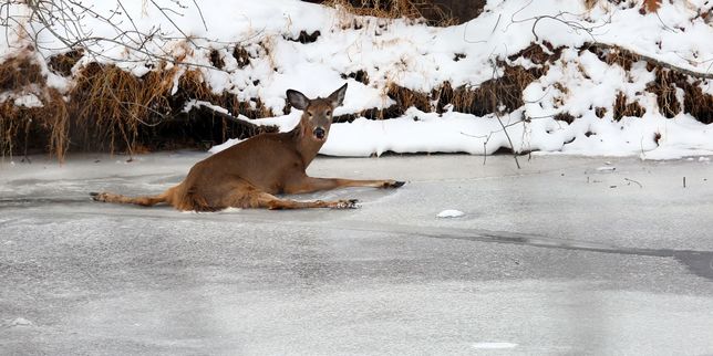Sauvetage d’un cerf piégé par la glace