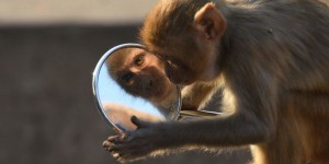 Les singes pourraient disparaître de la planète d’ici vingt-cinq ans à cinquante ans