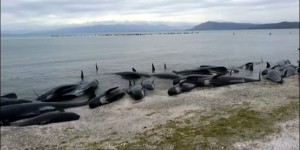 400 baleines s’échouent sur une plage en Nouvelle-Zélande