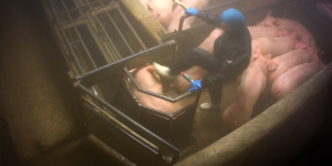Des actes de maltraitance filmés dans un abattoir de cochons