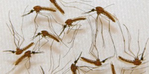 En Afrique, le paludisme recule mais les fièvres de toutes origines tuent plus