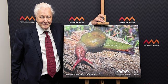 David Attenborough, saint patron des espèces rares