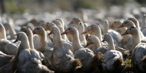 Grippe aviaire : tous les canards des Landes vont être abattus