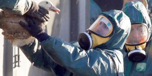 Grippe aviaire : 54 nouvelles communes concernées par l’abattage préventif des canards et des oies