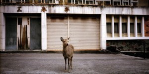 À Nara, les cerfs sont rois
