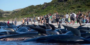 Nouvelle-Zélande : 200 nouvelles baleines s’échouent