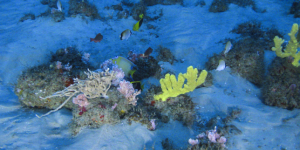 Plongée sur un récif corallien au large du Brésil