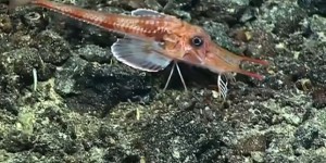 Un poisson filmé en train de « marcher » au fond du Pacifique