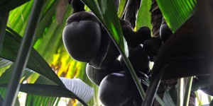 Les Seychelles veulent sauver le « coco-fesses »