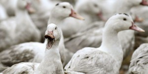 Allain Bougrain-Dubourg : « Non, les oiseaux n’ont pas importé la grippe aviaire »