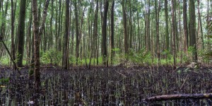 Au Brésil, mangrove, forêt, pêche et coraux menacés par les projets pétroliers de Total