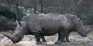 Enquête difficile sur le rhinocéros tué au parc zoologique de Thoiry