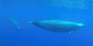 Une espèce de baleine à bec filmée pour la première fois