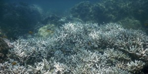 Grande Barrière de corail : des scientifiques et militants en appellent à l’Unesco