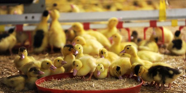 Grippe aviaire : la zone d’abattage étendue à 709 communes au total