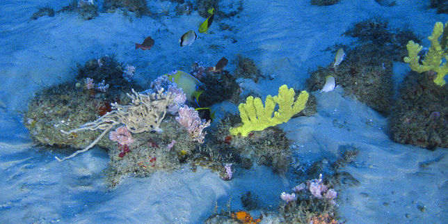 Un improbable récif corallien au large de l’Amazone