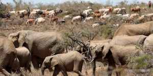Au Kenya, les éleveurs en quête de pâturages envahissent réserves naturelles et ranchs privés