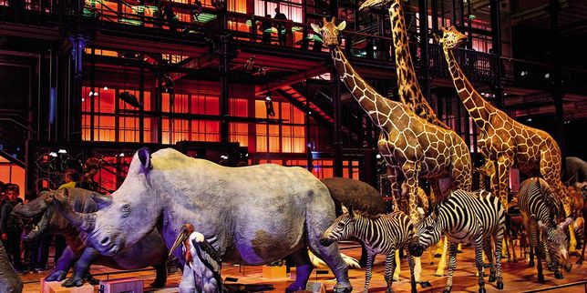 Les musées, l’autre cible des braconniers de rhinocéros
