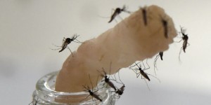 La Nouvelle-Calédonie meurtrie par la dengue