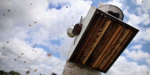 Un pesticide interdit dépeuple des ruchers