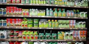 Pesticides : l’Agence européenne des produits chimiques blanchit le glyphosate