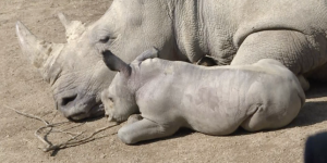 Premières images du petit rhinocéros blanc né à Amnéville