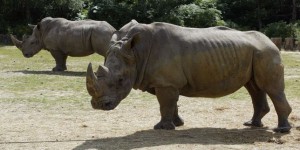 Un rhinocéros abattu au zoo de Thoiry, une corne volée