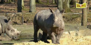 Un rhinocéros tué au parc zoologique de Thoiry