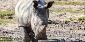 Rhinocéros tué à Thoiry : une information judiciaire ouverte