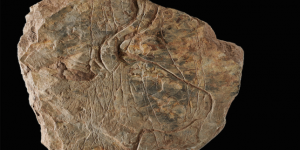 Des tablettes gravées vieilles de 14 000 ans découvertes dans le Finistère