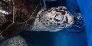 « Tirelire », la tortue thaïlandaise morte d’avoir mangé trop de pièces de monnaie