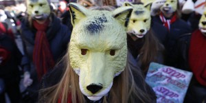 Les tirs de loups menacent la viabilité de l’espèce en France