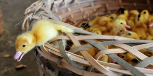 Des traces d’influenza aviaire dans un élevage de volailles du Dunkerquois